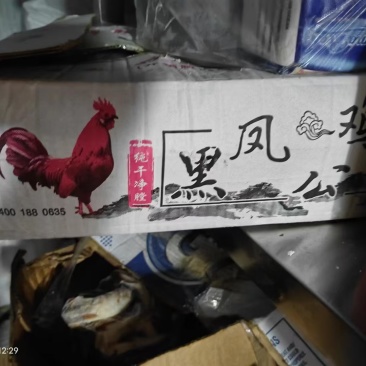 笨公鸡