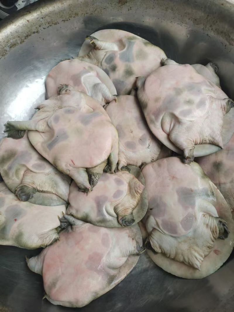 汉寿生态甲鱼
