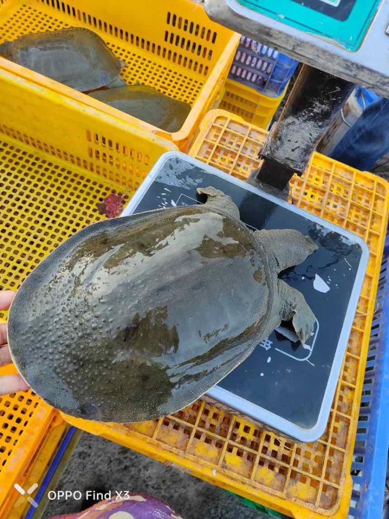 汉寿生态甲鱼