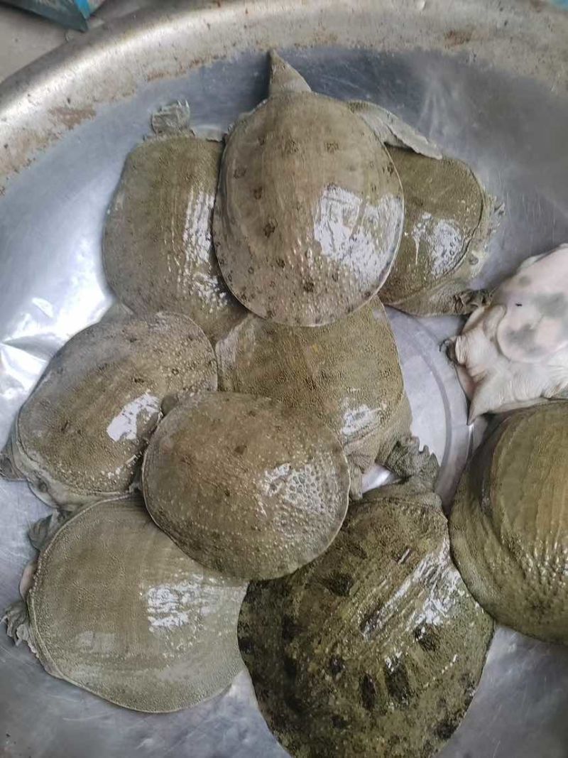汉寿生态甲鱼