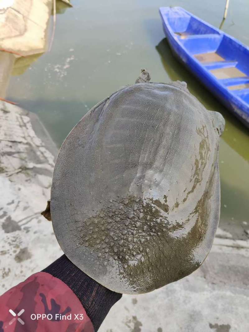 汉寿生态甲鱼