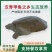 汉寿生态甲鱼