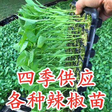 常年出售各种辣椒苗