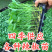 常年出售各种辣椒苗