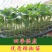 常年出售各种辣椒苗