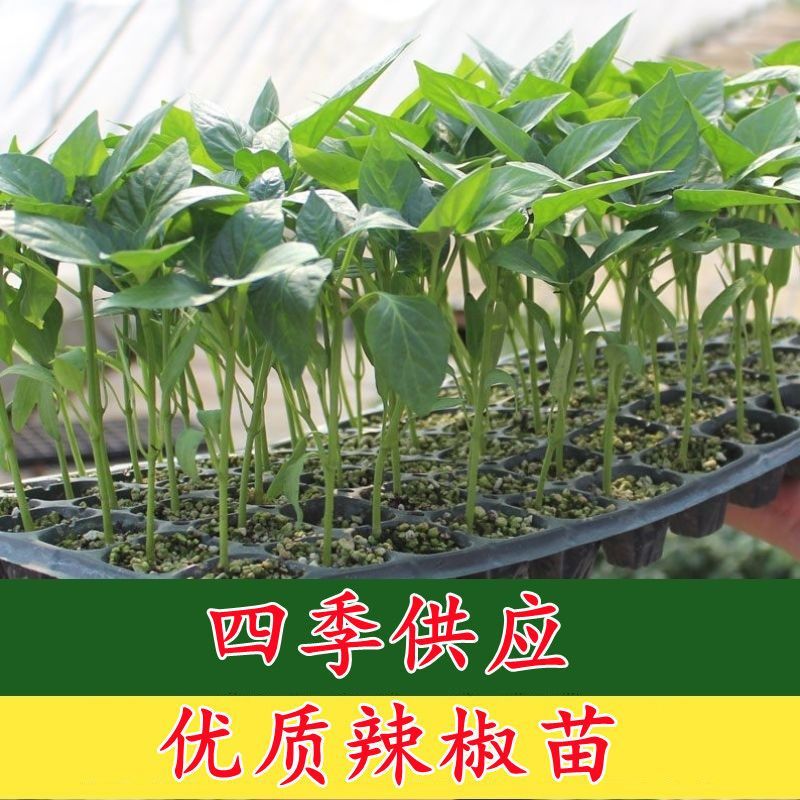 常年出售各种辣椒苗