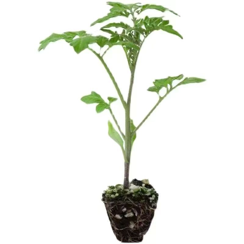 精品大红西红柿穴盘秧苗🌱
