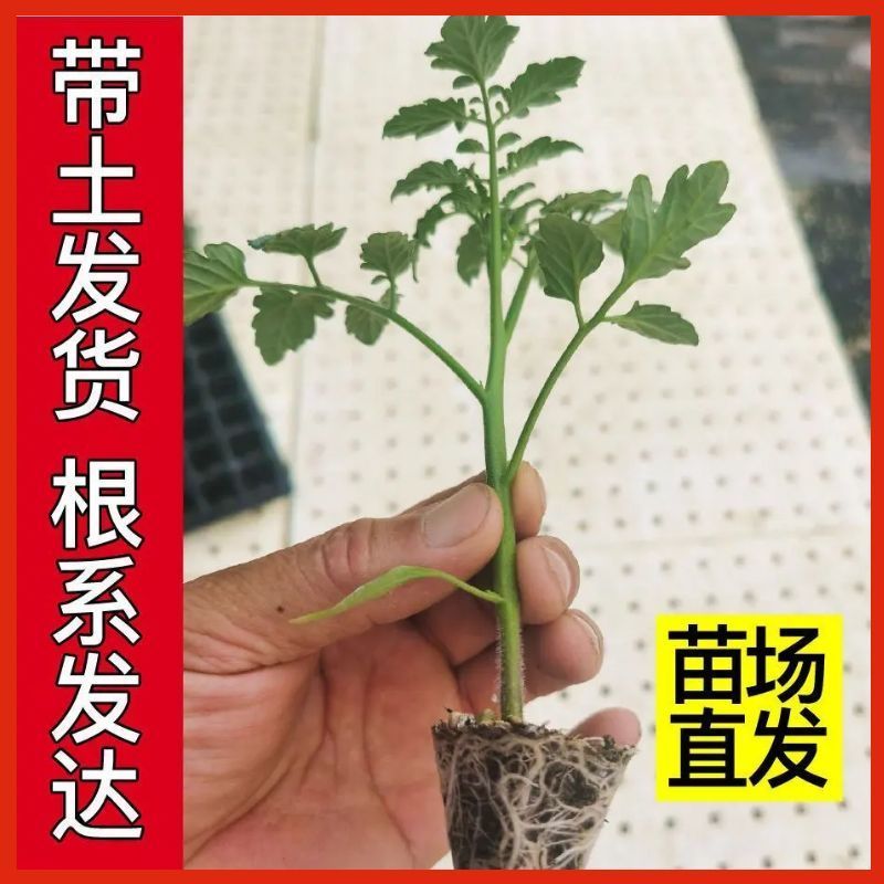 精品大红西红柿穴盘秧苗🌱