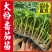 精品大红西红柿穴盘秧苗🌱