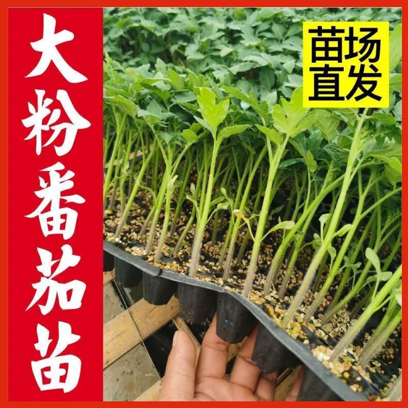 精品大红西红柿穴盘秧苗🌱