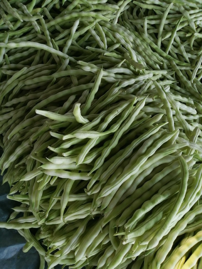 九粒白芸豆大量上市