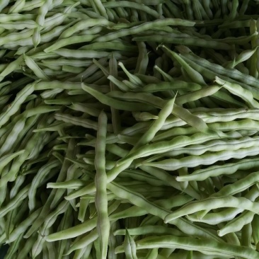 九粒白芸豆大量上市