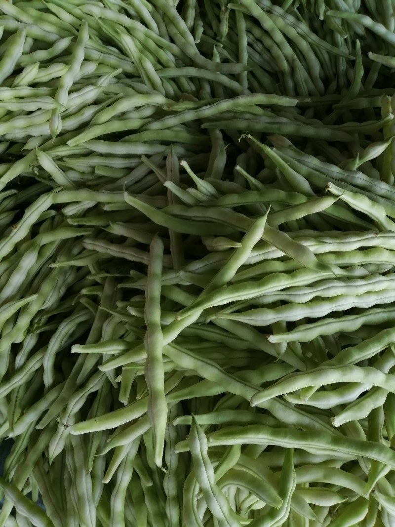九粒白芸豆大量上市