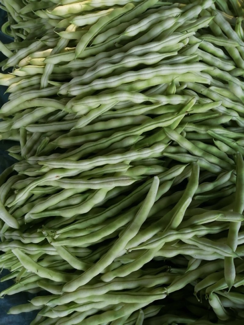 九粒白芸豆大量上市