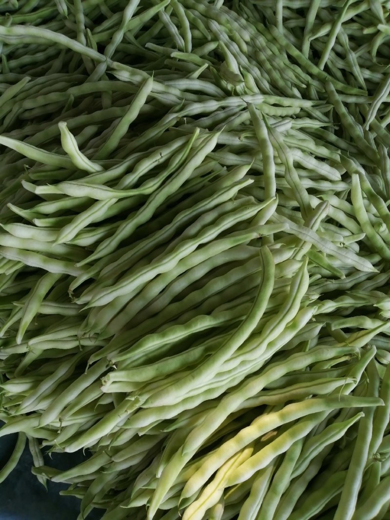 九粒白芸豆大量上市