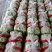 九粒白芸豆大量上市