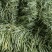 九粒白芸豆大量上市