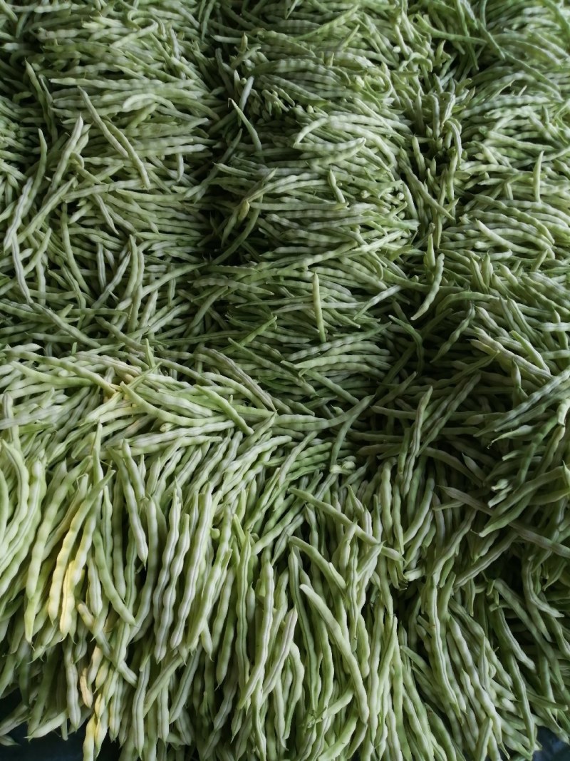 九粒白芸豆大量上市