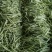 九粒白芸豆大量上市