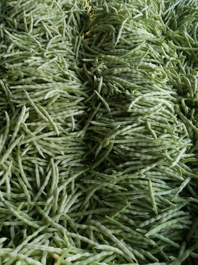 九粒白芸豆大量上市