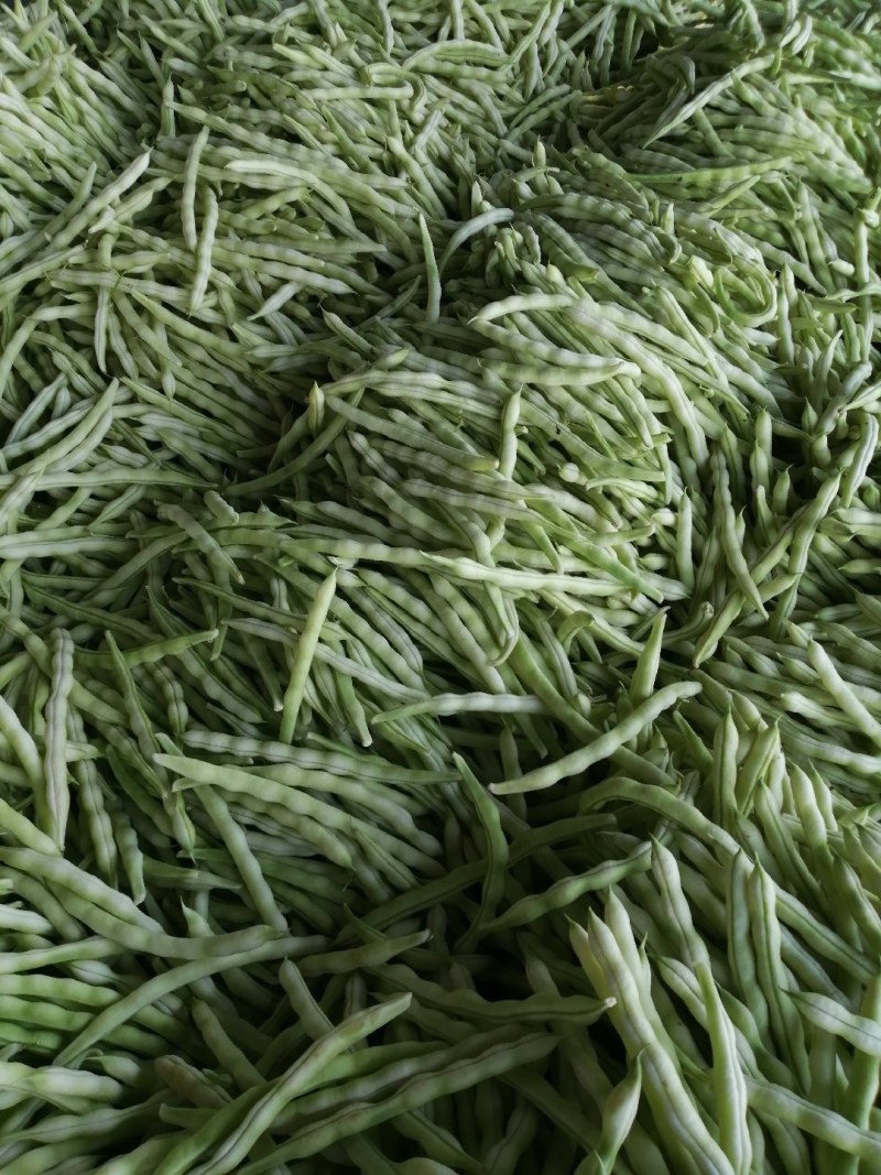 九粒白芸豆大量上市