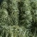 九粒白芸豆大量上市