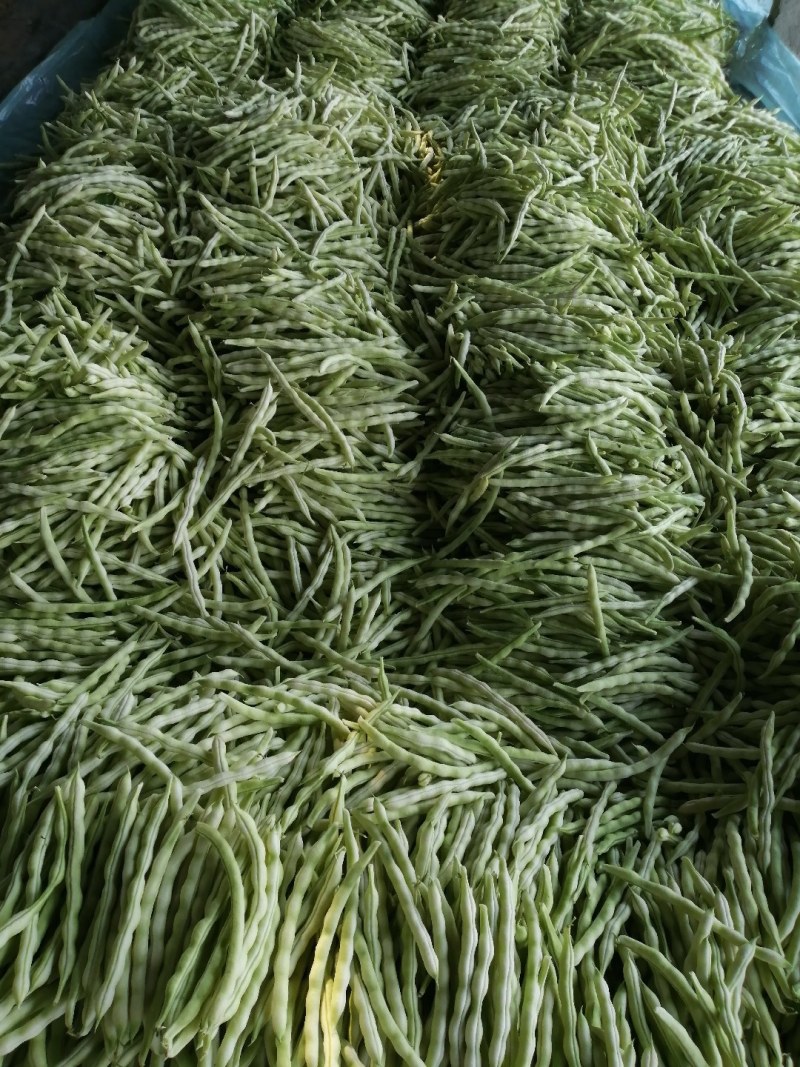 九粒白芸豆大量上市