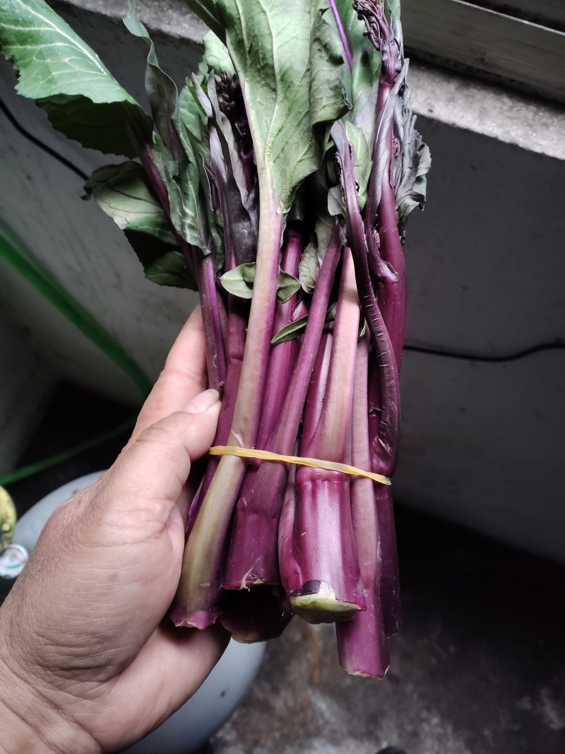 红菜苔