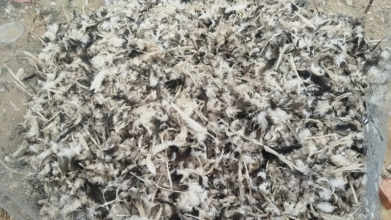 鹅毛鸭毛
