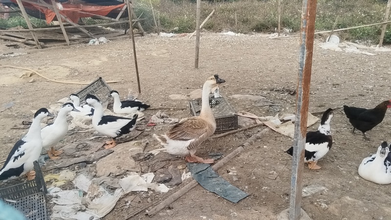 鹅毛鸭毛