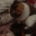 猫咪
