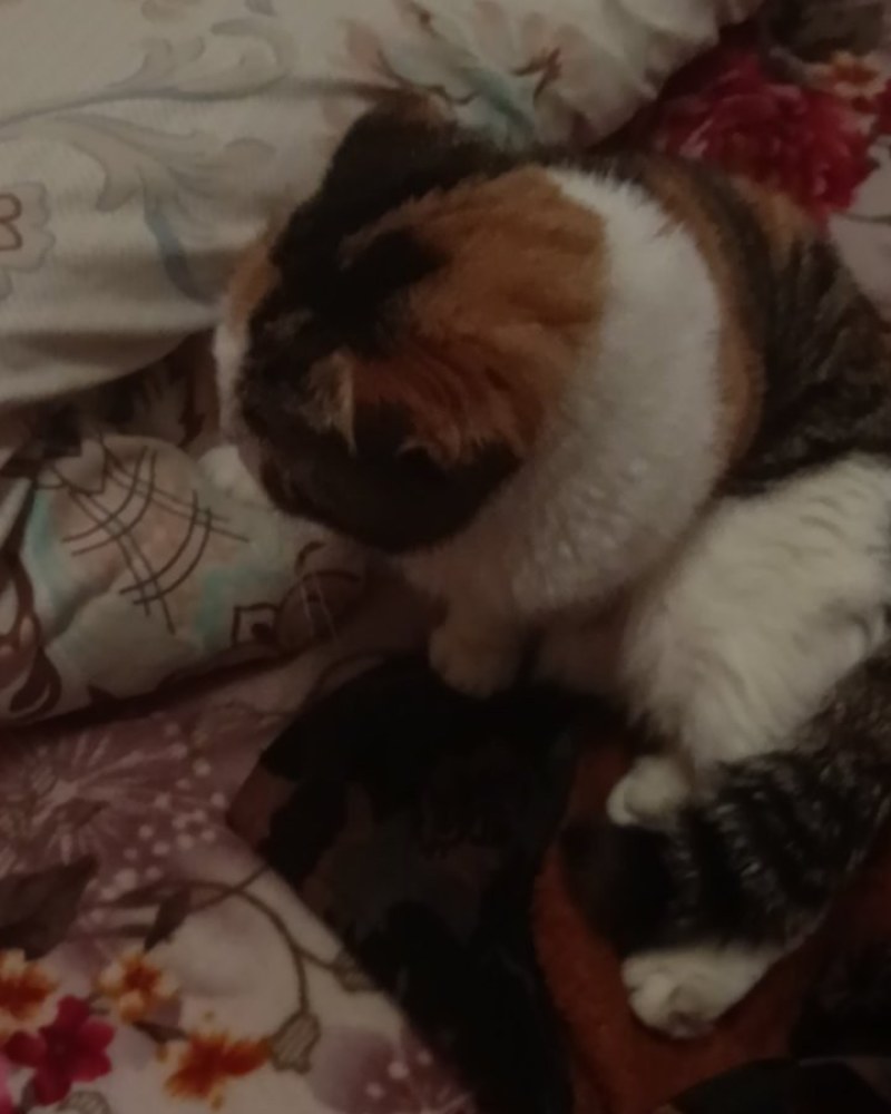 猫咪