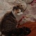猫咪