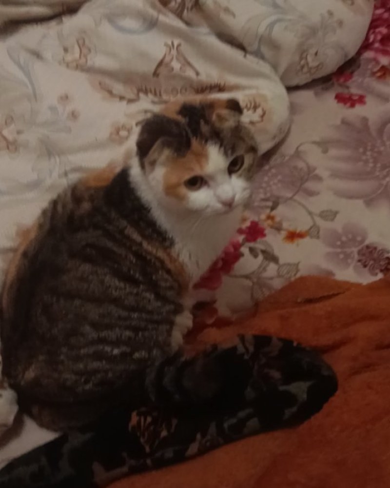 猫咪