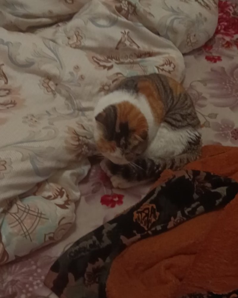 猫咪
