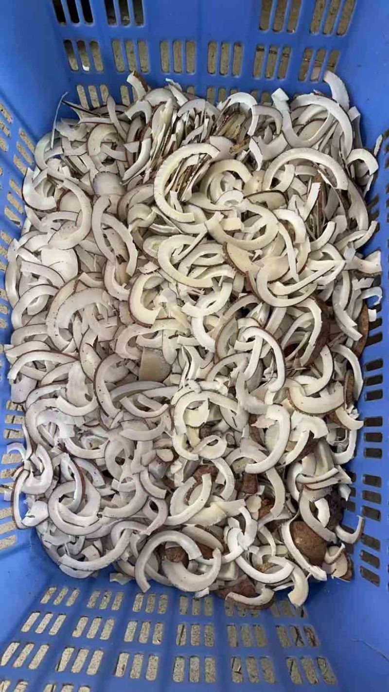 印度椰皇椰子切片大椰皇椰子肉海椰皇新鲜椰子椰子鸡用火锅用