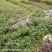 赤胫散（花蝴蝶）