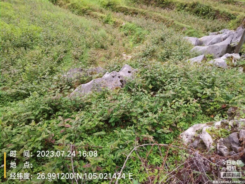赤胫散（花蝴蝶）