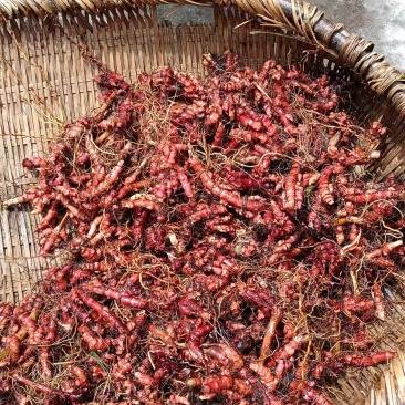 赤胫散（花蝴蝶）