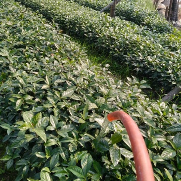 草珊瑚苗