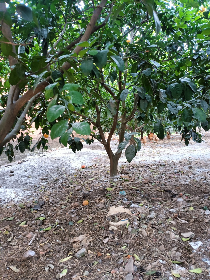 枳壳树