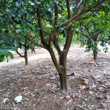 枳壳树