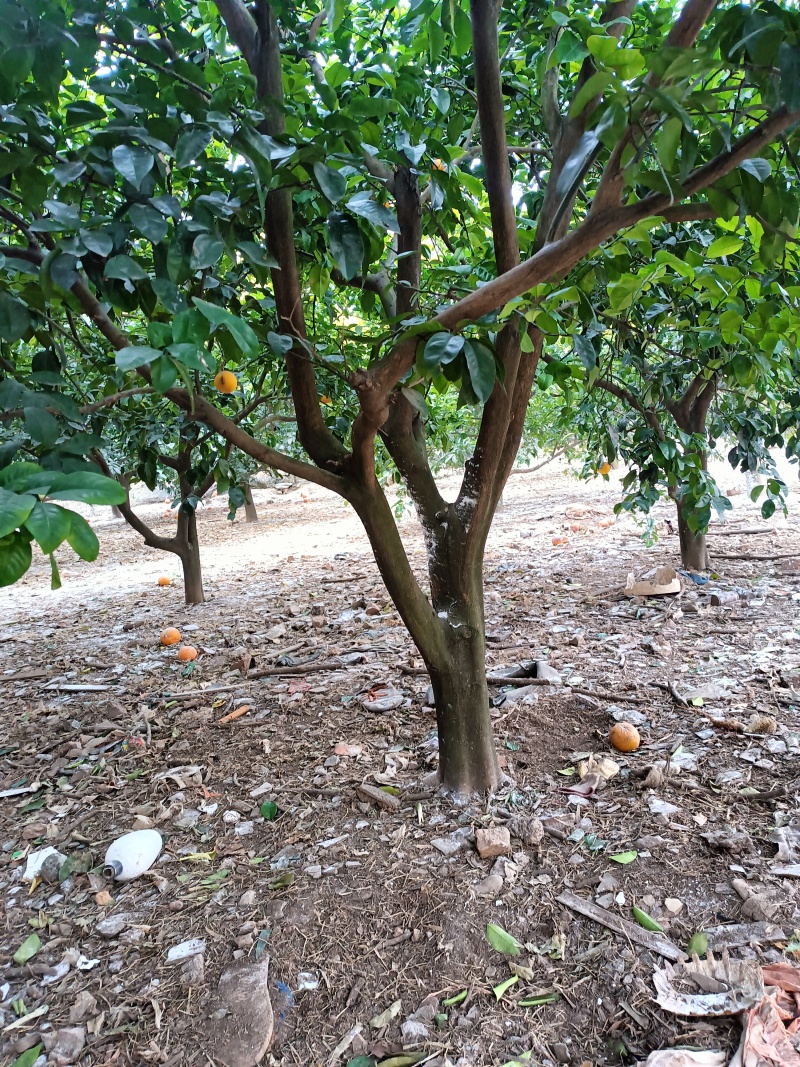 枳壳树