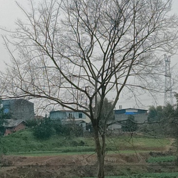 榆树