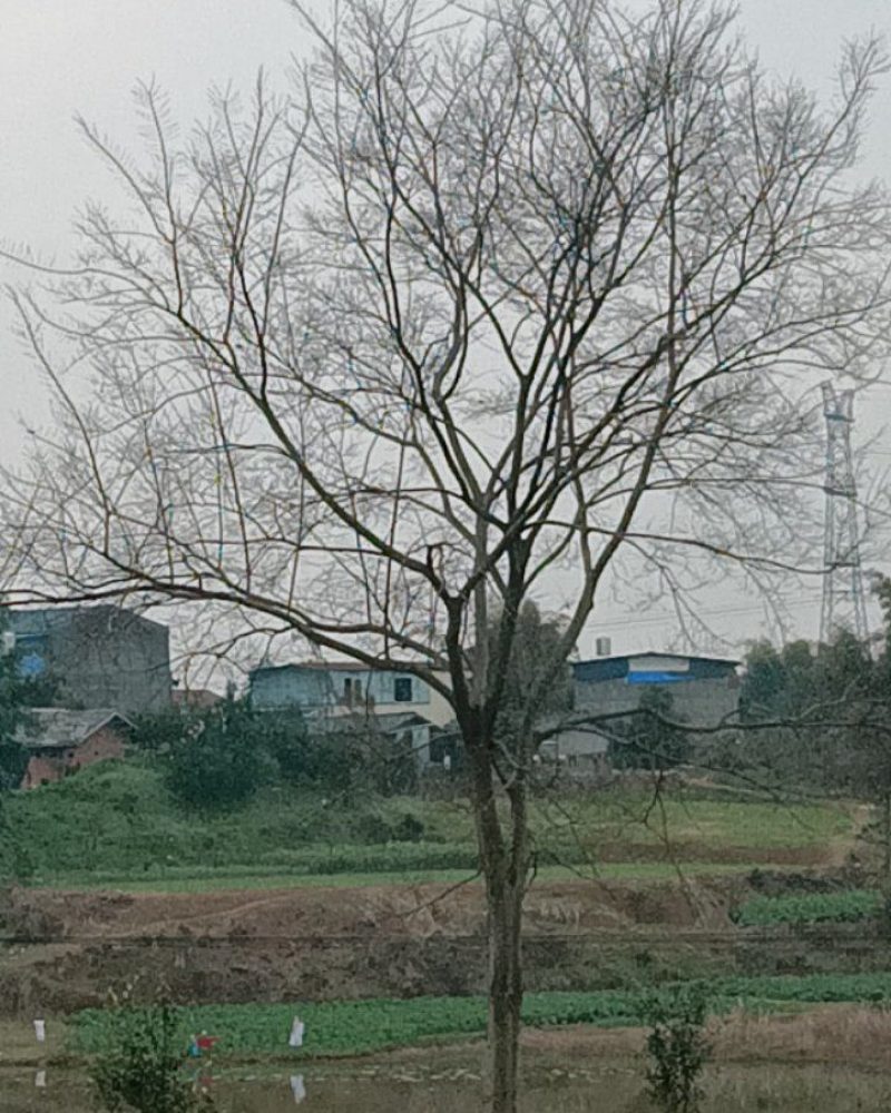 榆树