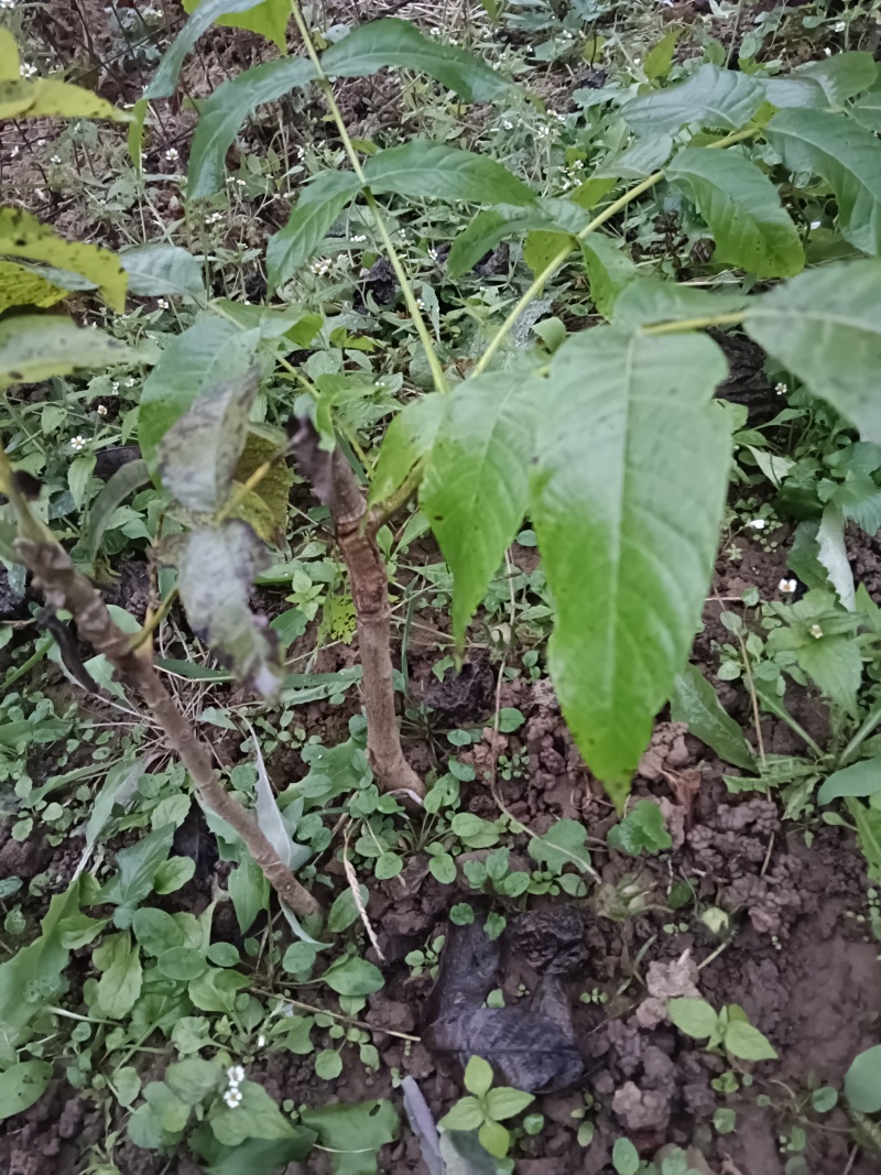 文玩核桃树苗，文玩核桃实生苗，文玩核桃接穗