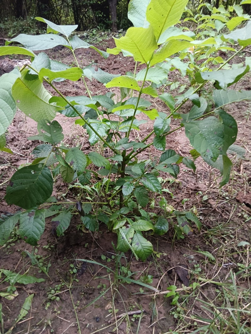 文玩核桃树苗，文玩核桃实生苗，文玩核桃接穗
