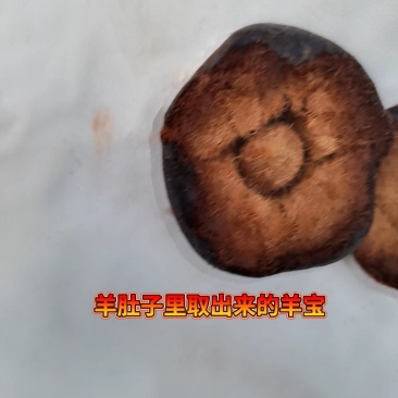 出售羊宝