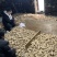 云南、天嘛、干天嘛