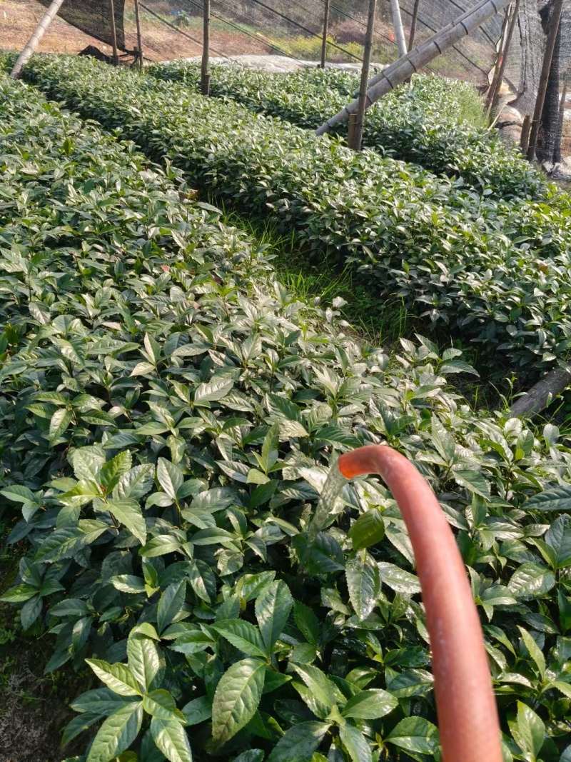 草珊瑚